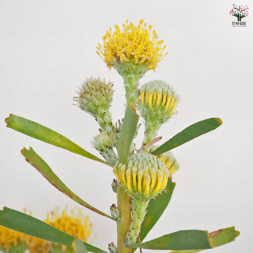 リューコスペルマム カリプソゴールド 【花木苗 7号／1個売り