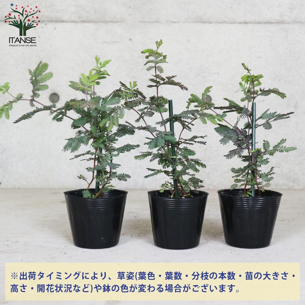 花芽付き　ミモザアカシア　パープレア　プルプレア　テラコッタ鉢植え　苗　苗木 花芽付き ミモザアカシア パープレア プルプレア テラコッタ鉢植え 苗