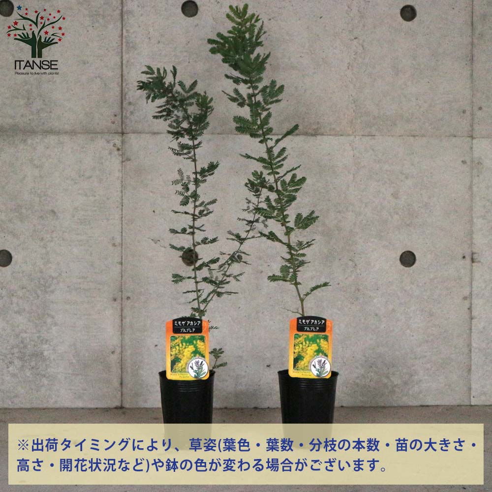 銅葉ミモザアカシア (アカシア プルプレア)【庭木 3号ポット苗 花木／1