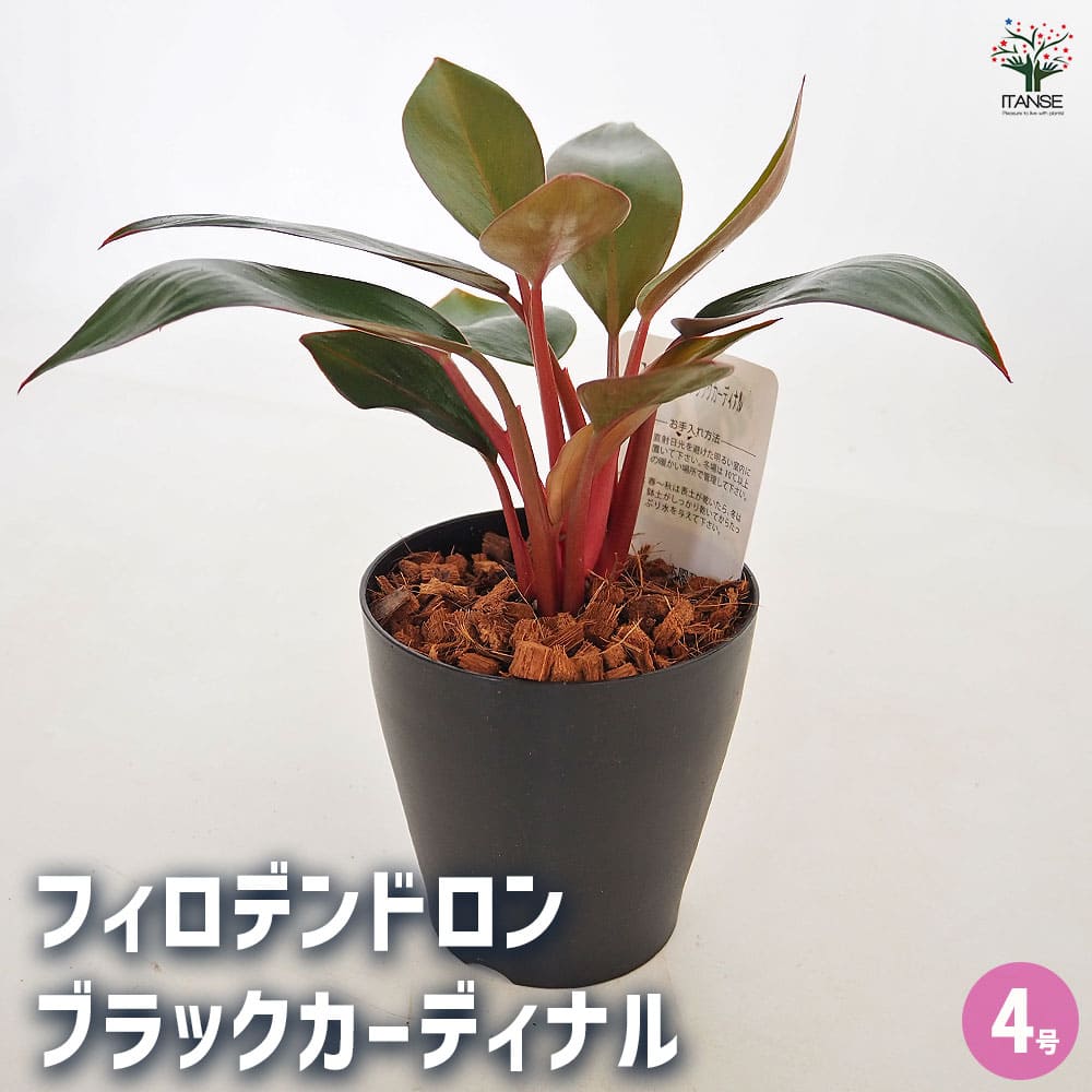 フィロデンドロン ブラックカーディナル 【観葉植物 4号／1個売り