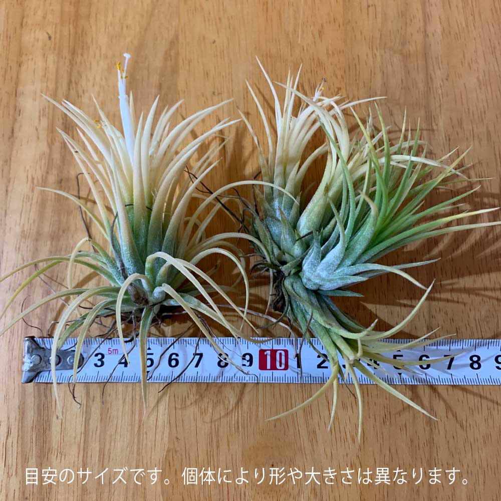 【大株】チランジア・アルビダ　子株20以上　エアプランツ 子株ができたチランジア・アルビダ｜🍀GreenSnap（グリーンスナップ）