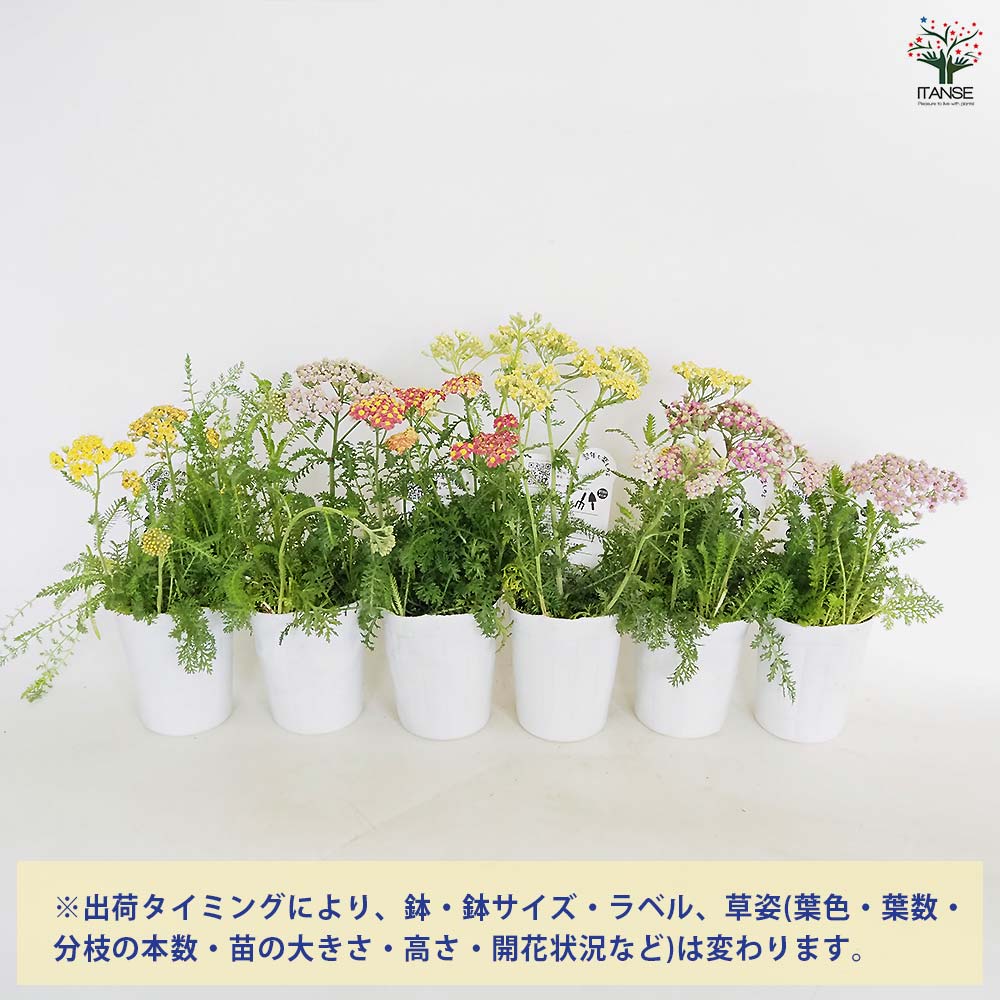 アキレア ミリーロック品種MIX見計らい 【花苗 3号】｜ 【植物の