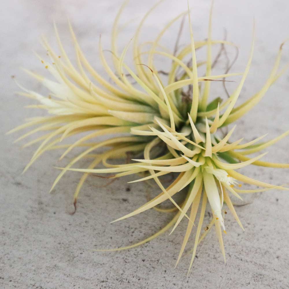 エアープランツ チランジア イオナンタ アルビノ Lサイズ【エア