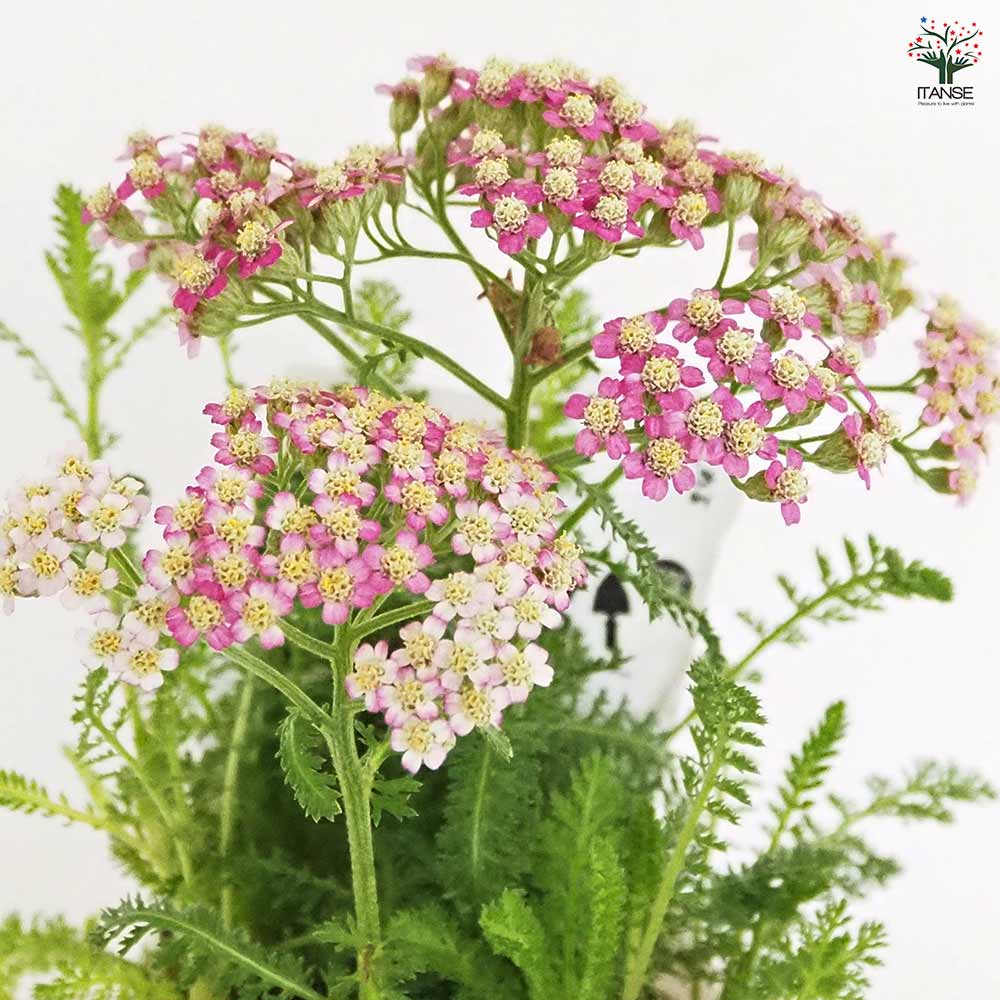 アキレア ミリーロック品種MIX見計らい 【花苗 3号】｜ 【植物の