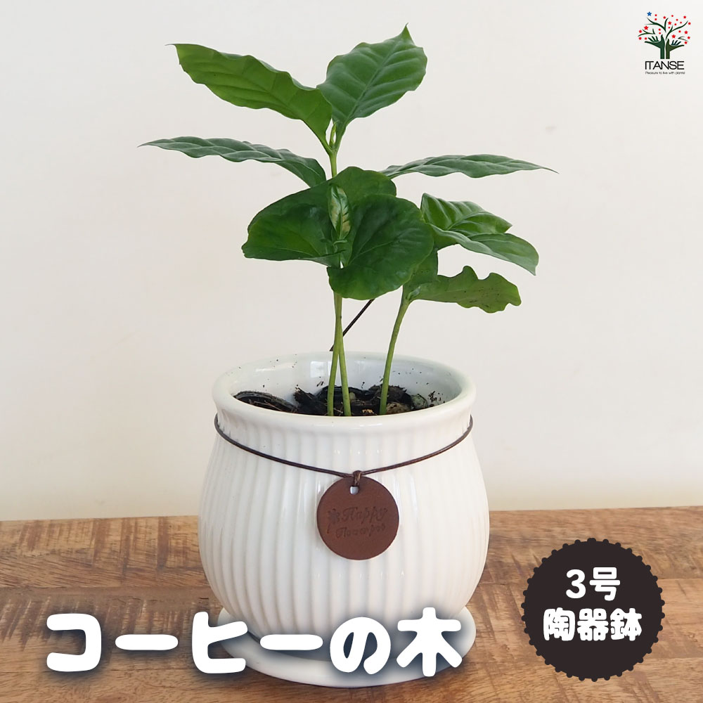 コーヒーの木 約140 cm 8号鉢 コーヒーの木 8号 | 観葉植物 | 送料無料でお届け - Hitohana