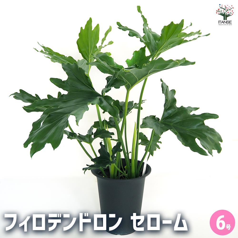 フィロデンドロン セローム 【観葉植物 6号／1個売り】｜ 【植物