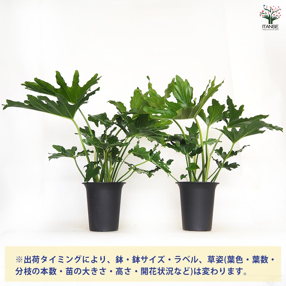フィロデンドロン セローム 6号 PLANCHU 観葉植物 フィロデンドロン セローム 6号鉢 受け皿付き 育て方