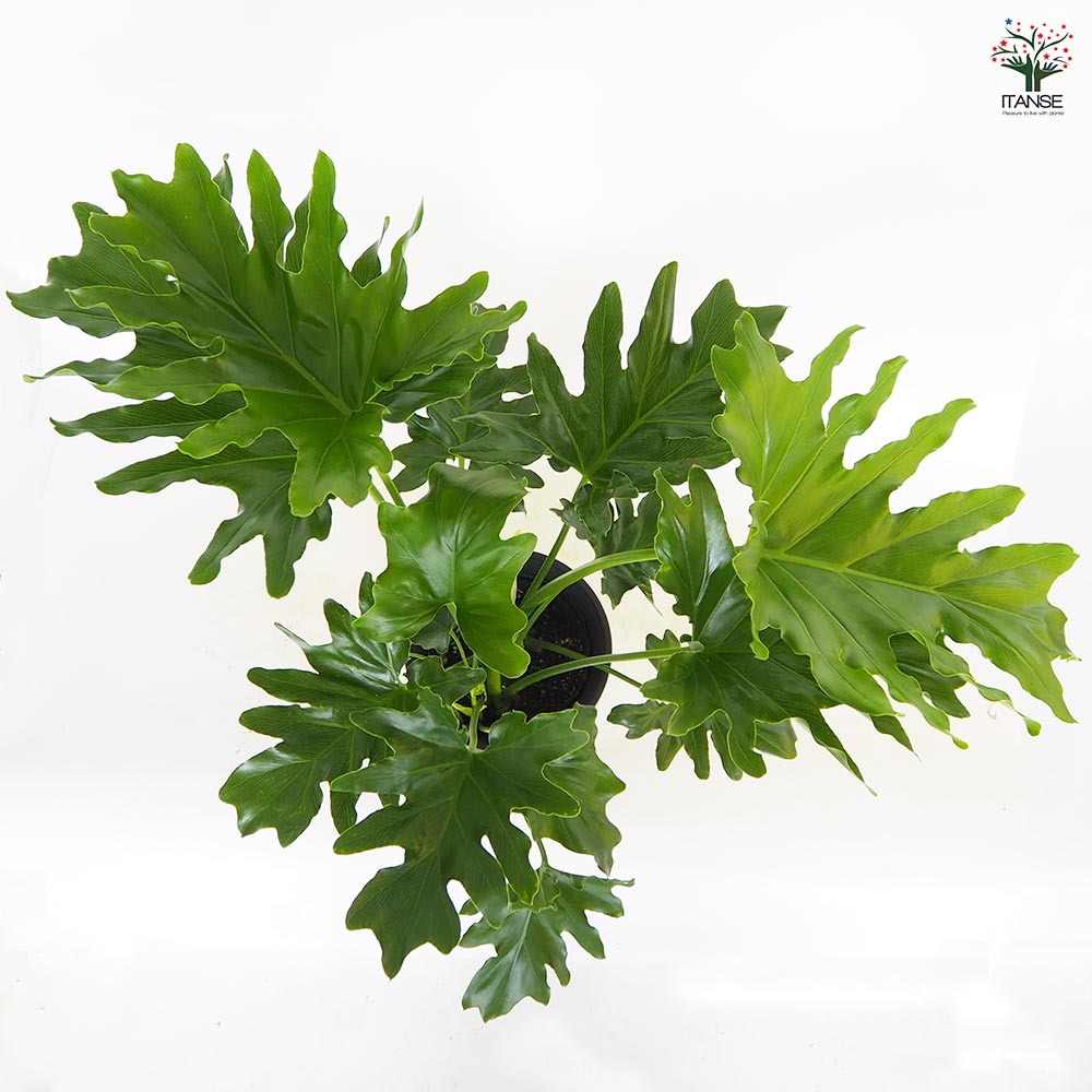フィロデンドロン セローム 【観葉植物 6号／1個売り】｜ 【植物の