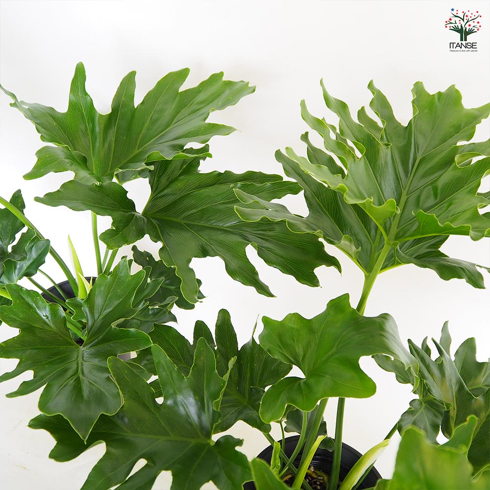 【観葉植物】フィロデンドロン・セローム 大きな葉 全長約110cm ぬき苗 フィロデンドロン セローム 観葉植物 6号/1個売り フィロデン