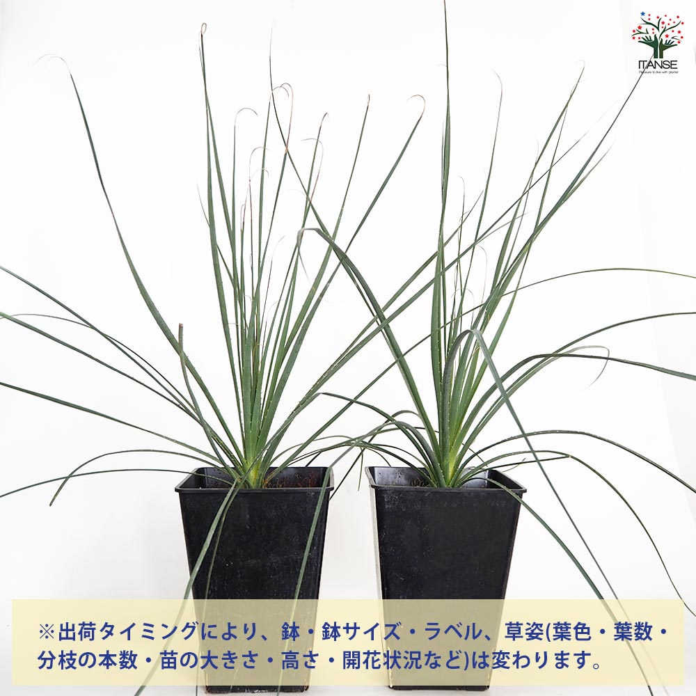 kou　ダシリリオン　テキサナム　７号鉢つき kou様専用 ダシリリオン テキサナム 7号鉢つき