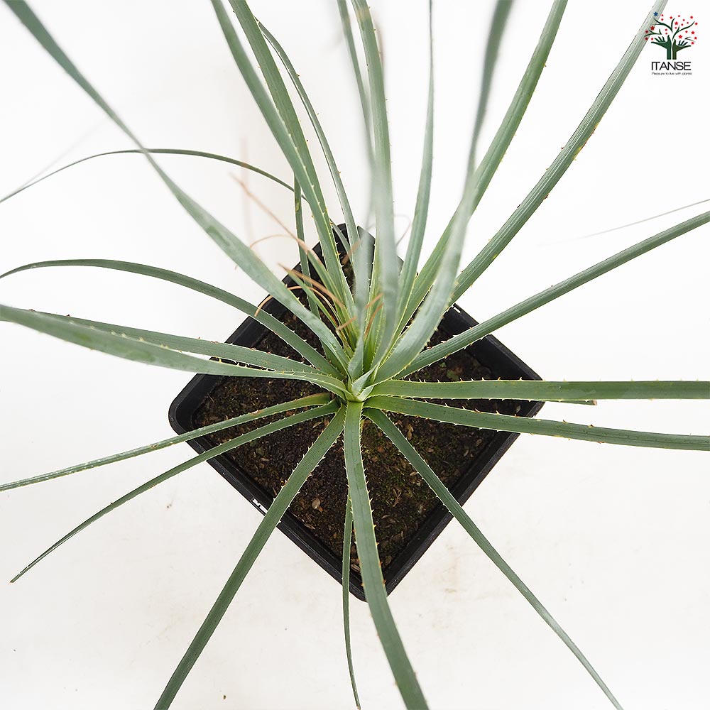 ダシリリオン•グラウコフィルム 【樹高:約80cm】Jun60 ダシリリオン グラウコフィルム (Dasylirion glaucophyllum) 暑