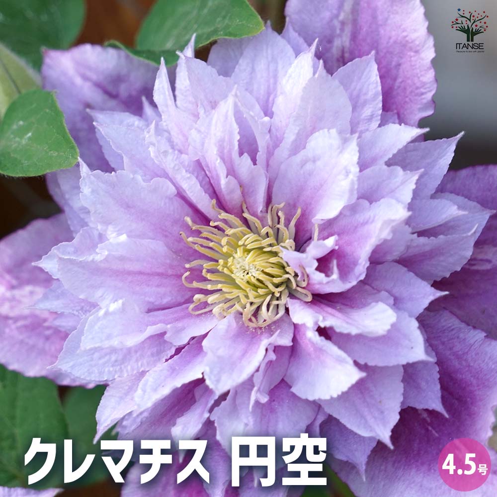 クレマチス 円空 【花苗 4.5号／1個売り】｜ 【植物のITANSE