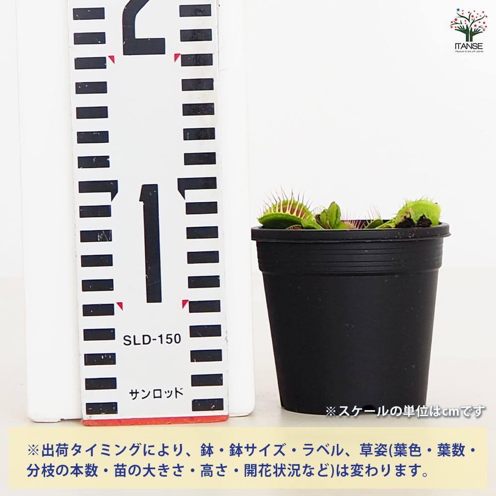 食虫植物 ハエ取り草 テマリ 【観葉植物 3号／1個売り