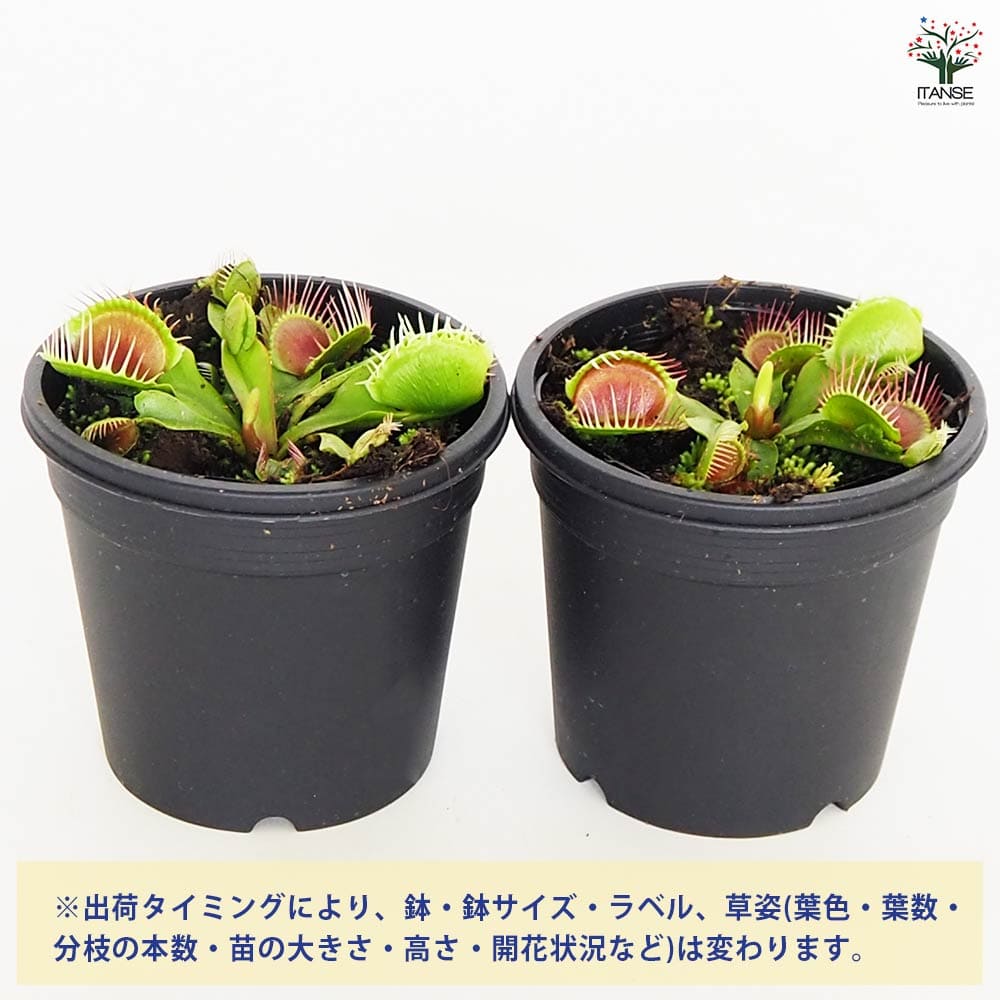 ＊ハエトリソウ　テマリ　Temari 3号＊ ハエトリソウ：テマリ（手毬・手鞠） 3号 の通販 | 園芸ネット