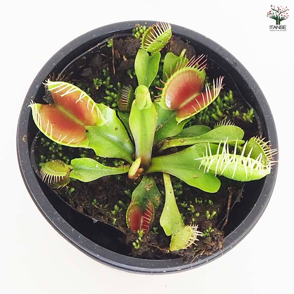 食虫植物 ハエ取り草 テマリ 【観葉植物 3号／1個売り】