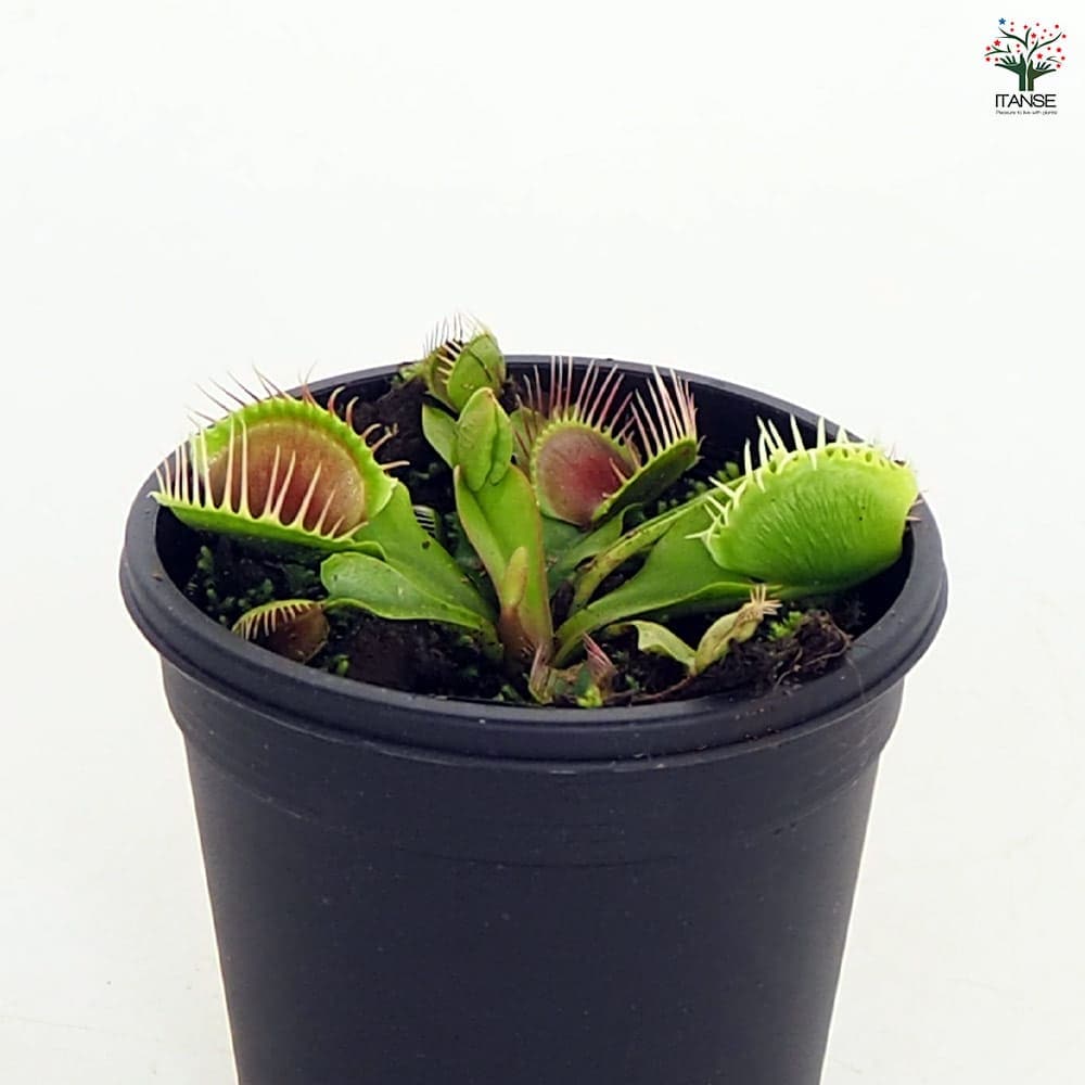 食虫植物 ハエ取り草 テマリ 【観葉植物 3号／1個売り