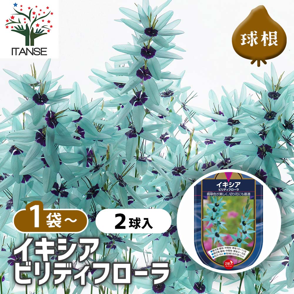 イキシア ビリディフローラ