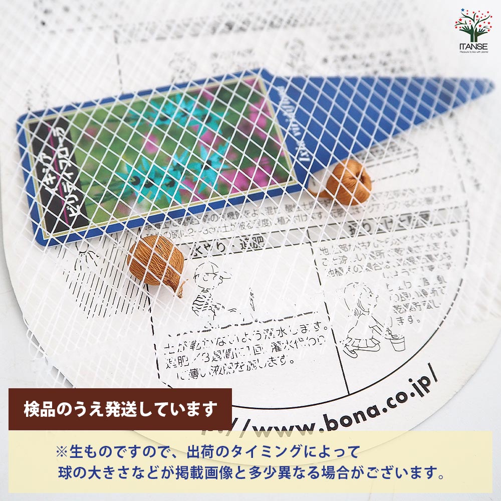 球根 イキシア ビリディフローラ 【花球根 2球】｜ 【植物の
