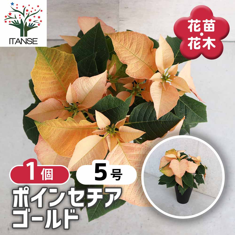 ポインセチア ゴールド