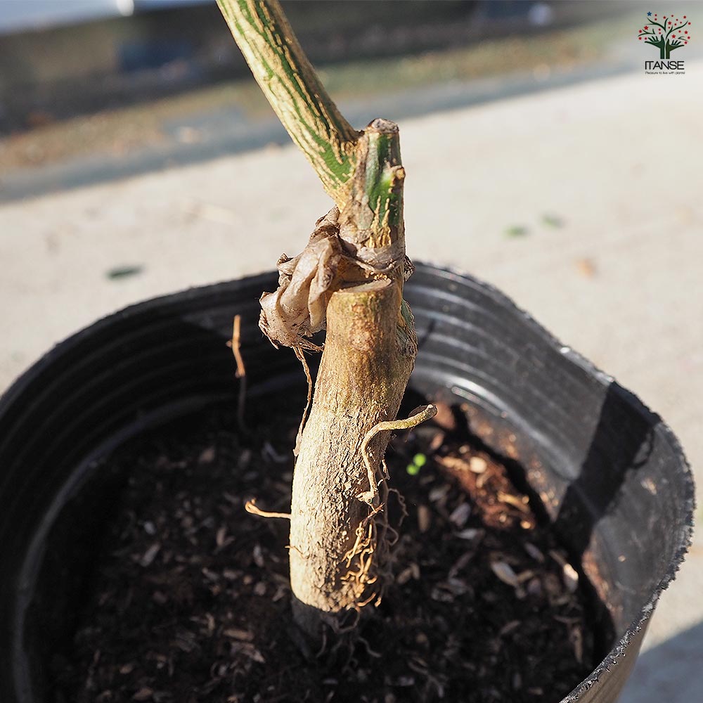 金柑の苗木 久留米 あかまる 【果樹の苗木 4号／1個売り】｜ 【植物の