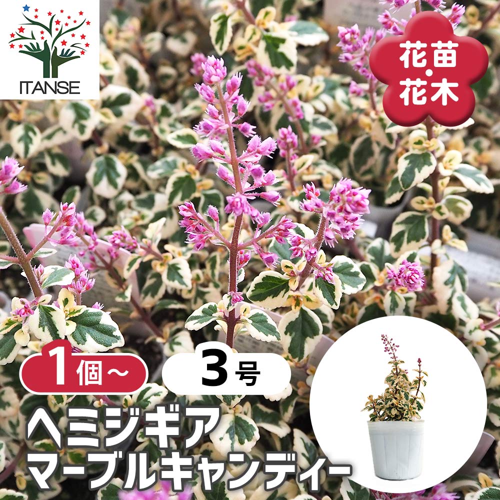 ヘミジギア マーブルキャンディー 【花苗 3号】