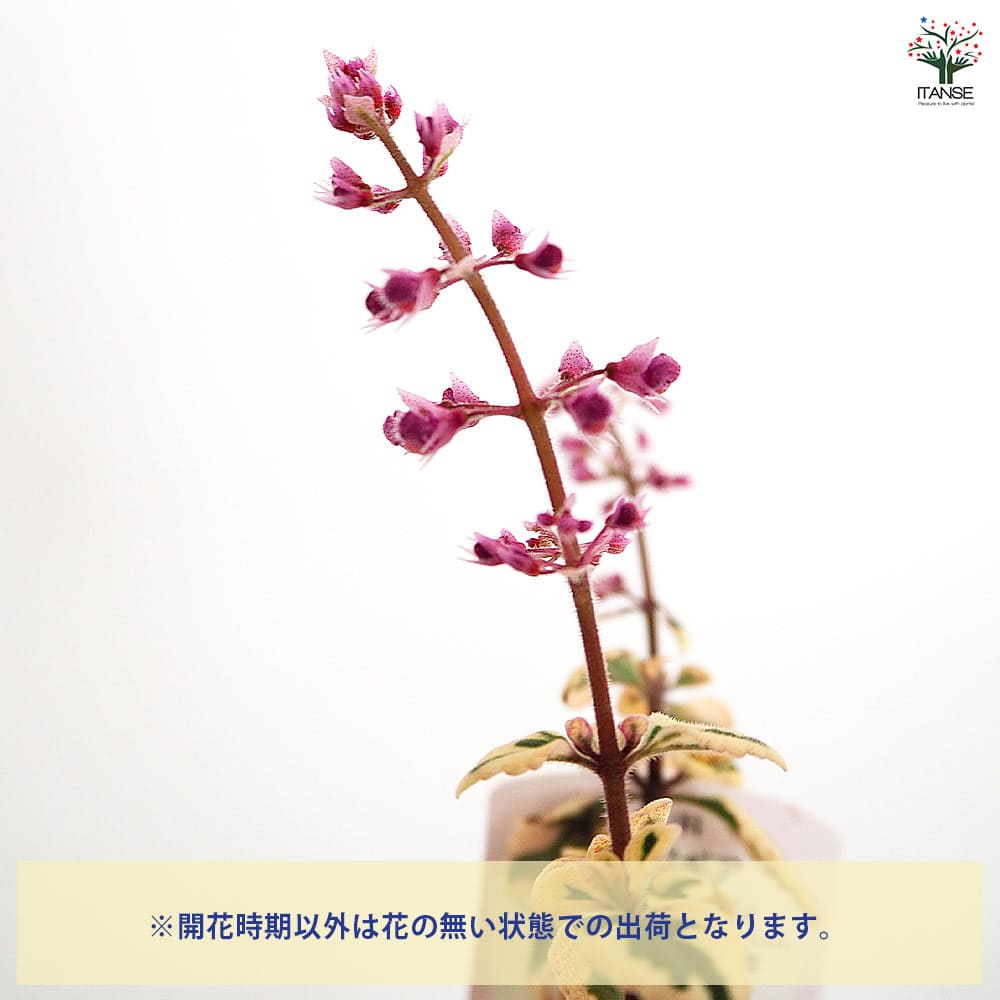 ヘミジギア マーブルキャンディー 【花苗 3号】