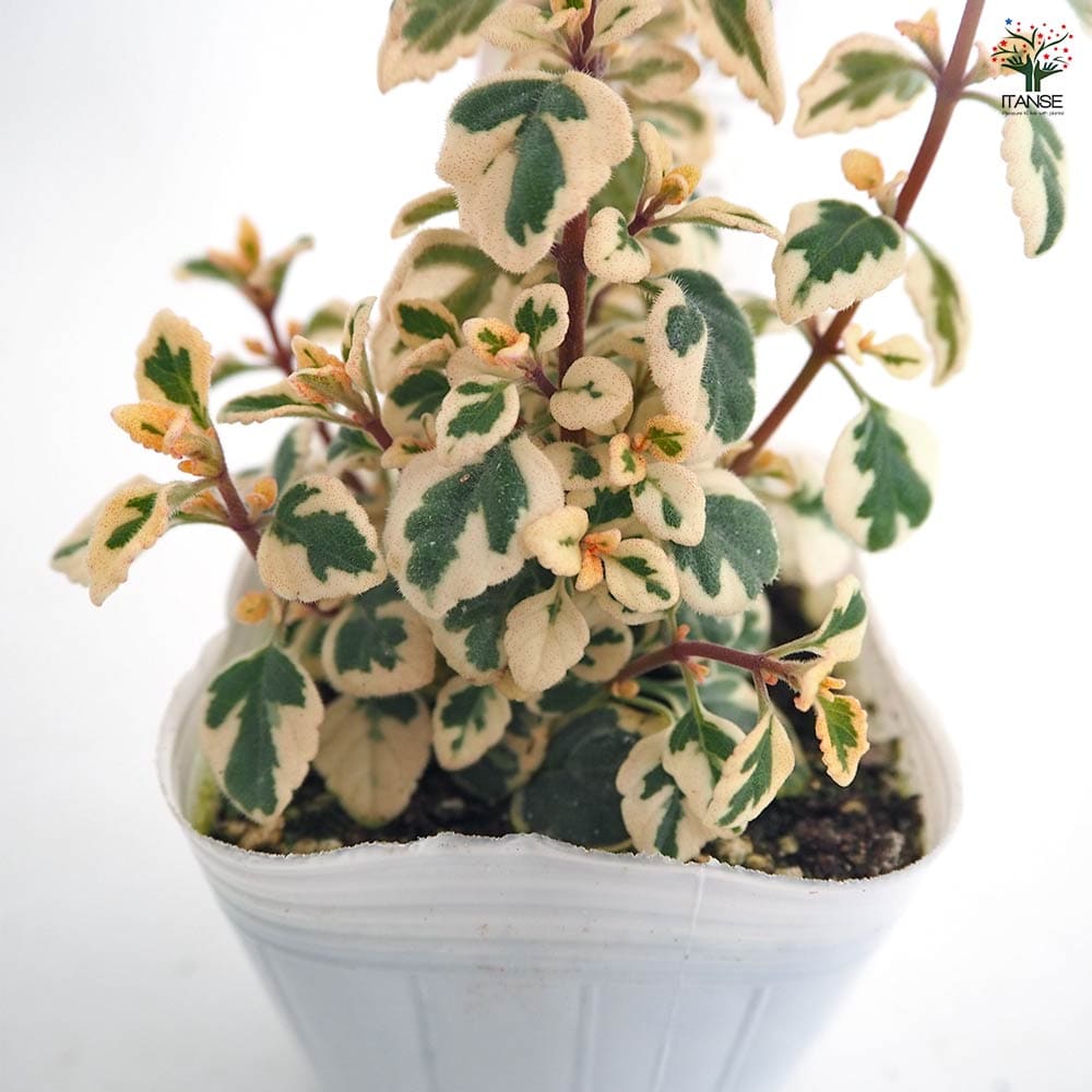 ヘミジギア マーブルキャンディー 【花苗 3号】