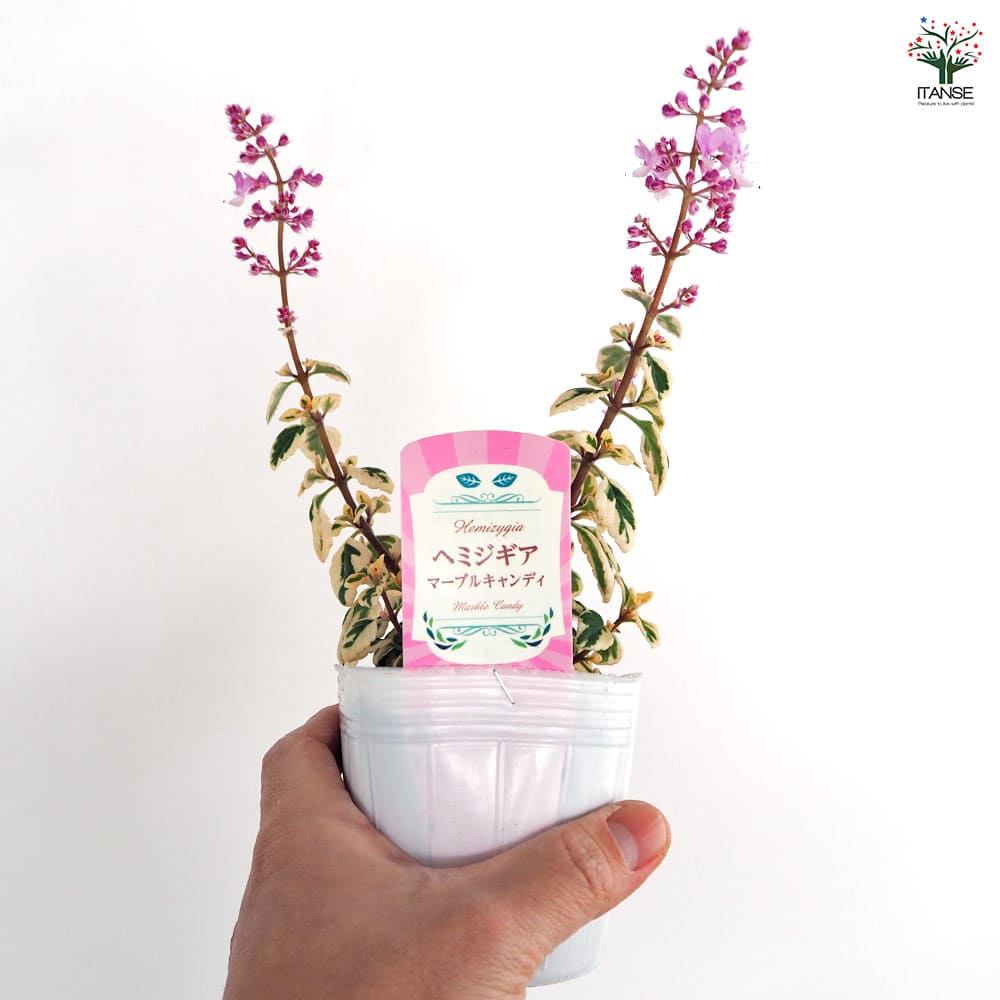 ヘミジギア マーブルキャンディー 【花苗 3号】