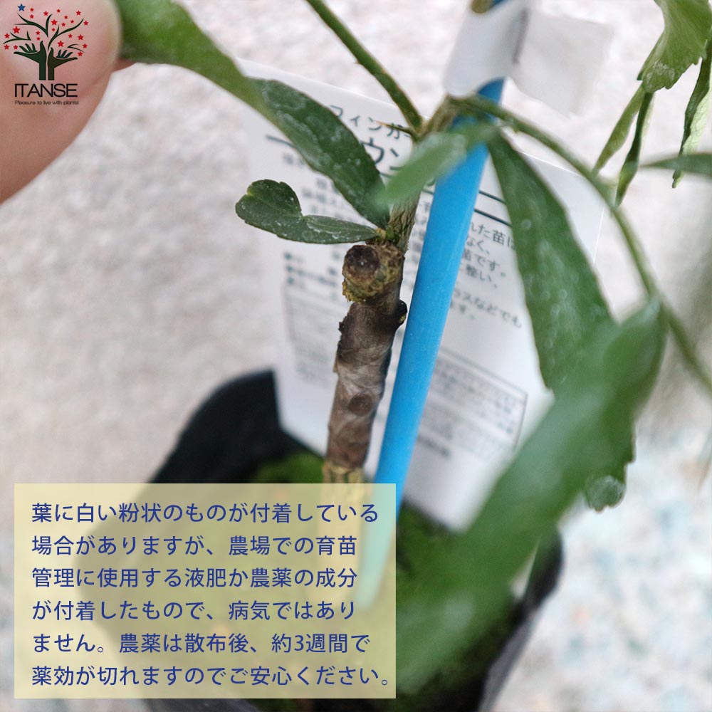 これで最後です。フィンガーライム苗 新品種2種セット