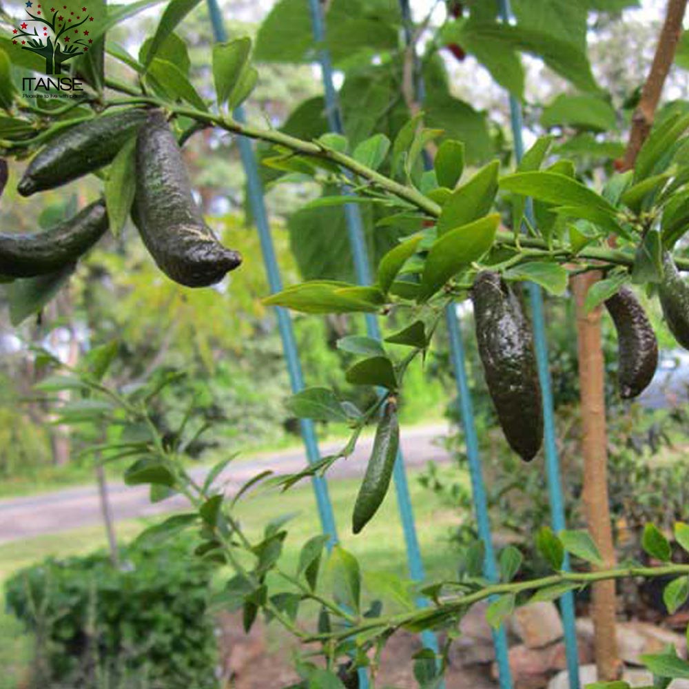 一本で実がなる高級果樹苗！ フィンガーライムおまかせ2品種セット【果樹の苗 9cmポット／お買い得2個セット】