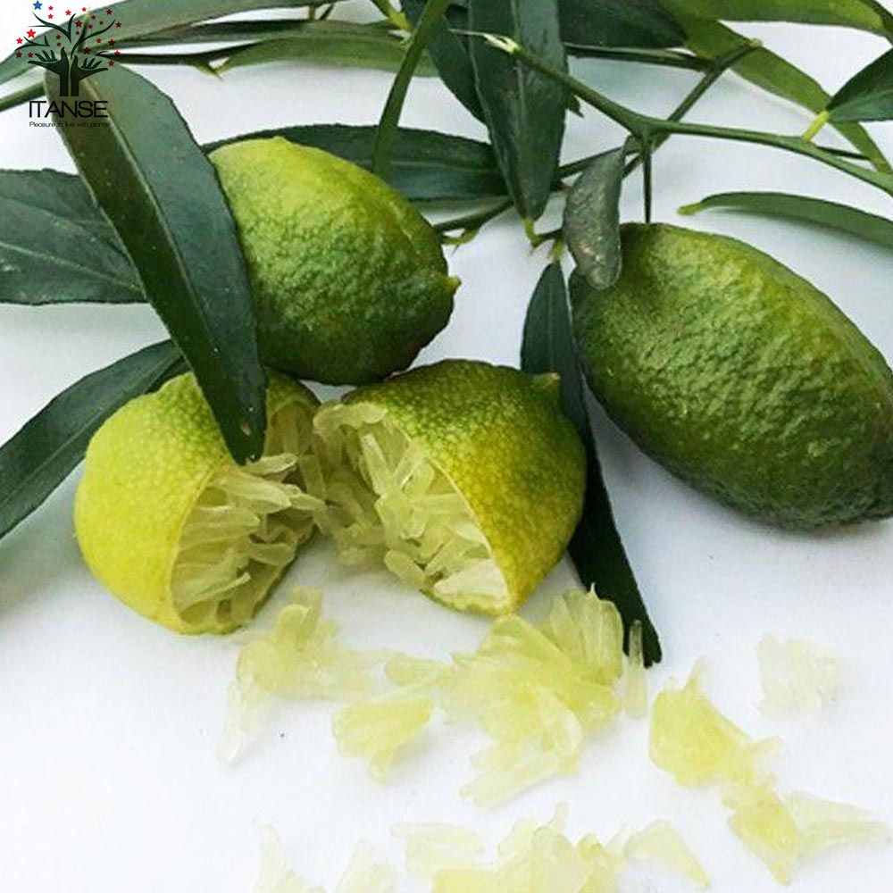 一本で実がなる高級果樹苗！ フィンガーライムおまかせ2品種セット【果樹の苗 9cmポット／お買い得2個セット】