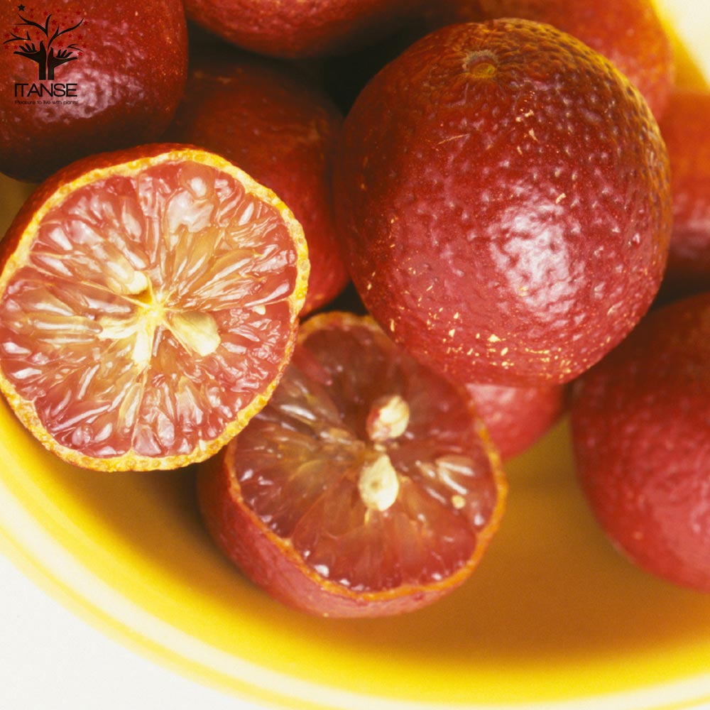 一本で実がなる高級果樹苗！ フィンガーライムおまかせ2品種セット【果樹の苗 9cmポット／お買い得2個セット】