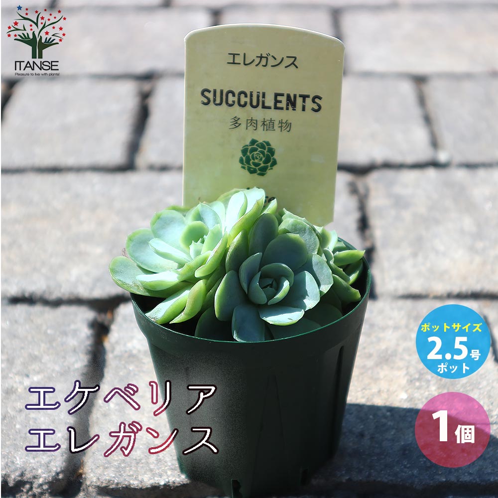 エケベリア・エレガンス【多肉植物 2.5号鉢／1個売り】｜ 【植物の