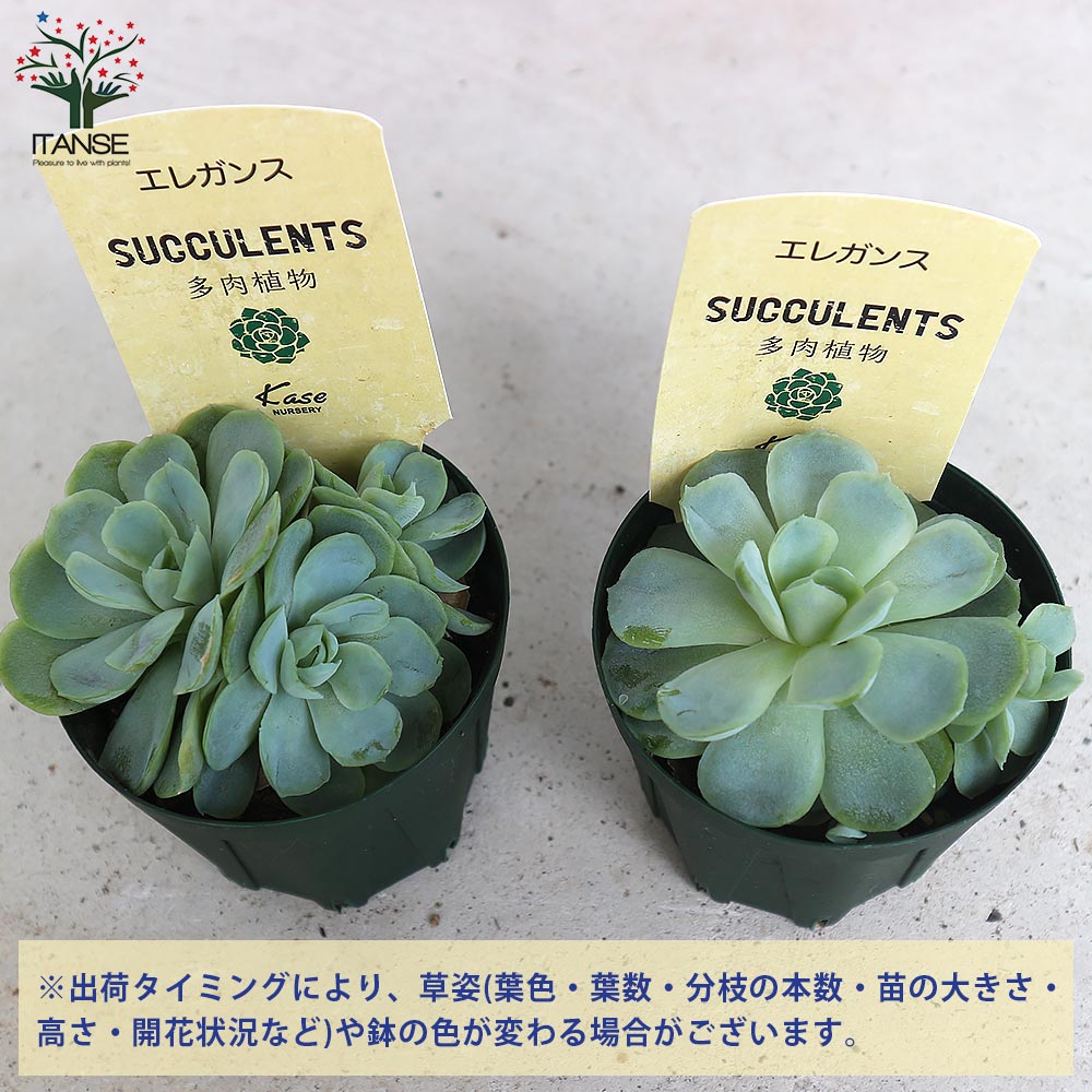 エケベリア・エレガンス【多肉植物 2.5号鉢／1個売り】｜ 【植物の