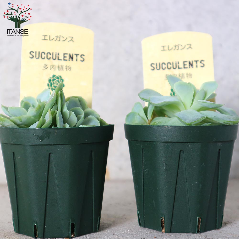 エケベリア・エレガンス【多肉植物 2.5号鉢／1個売り】｜ 【植物