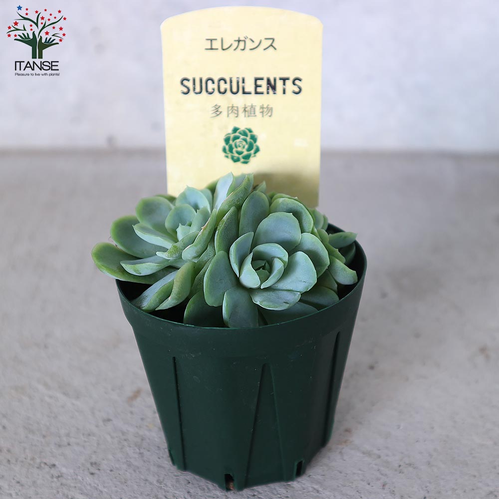 エケベリア・エレガンス【多肉植物 2.5号鉢／1個売り】｜ 【植物の