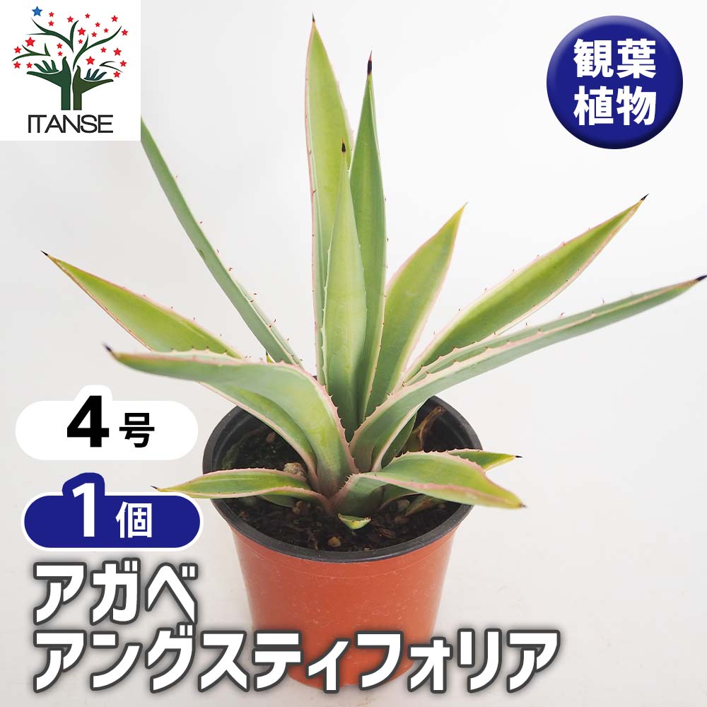 アガベ アングスティフォリア 【観葉植物 4号／1個売り】｜ 【植物の