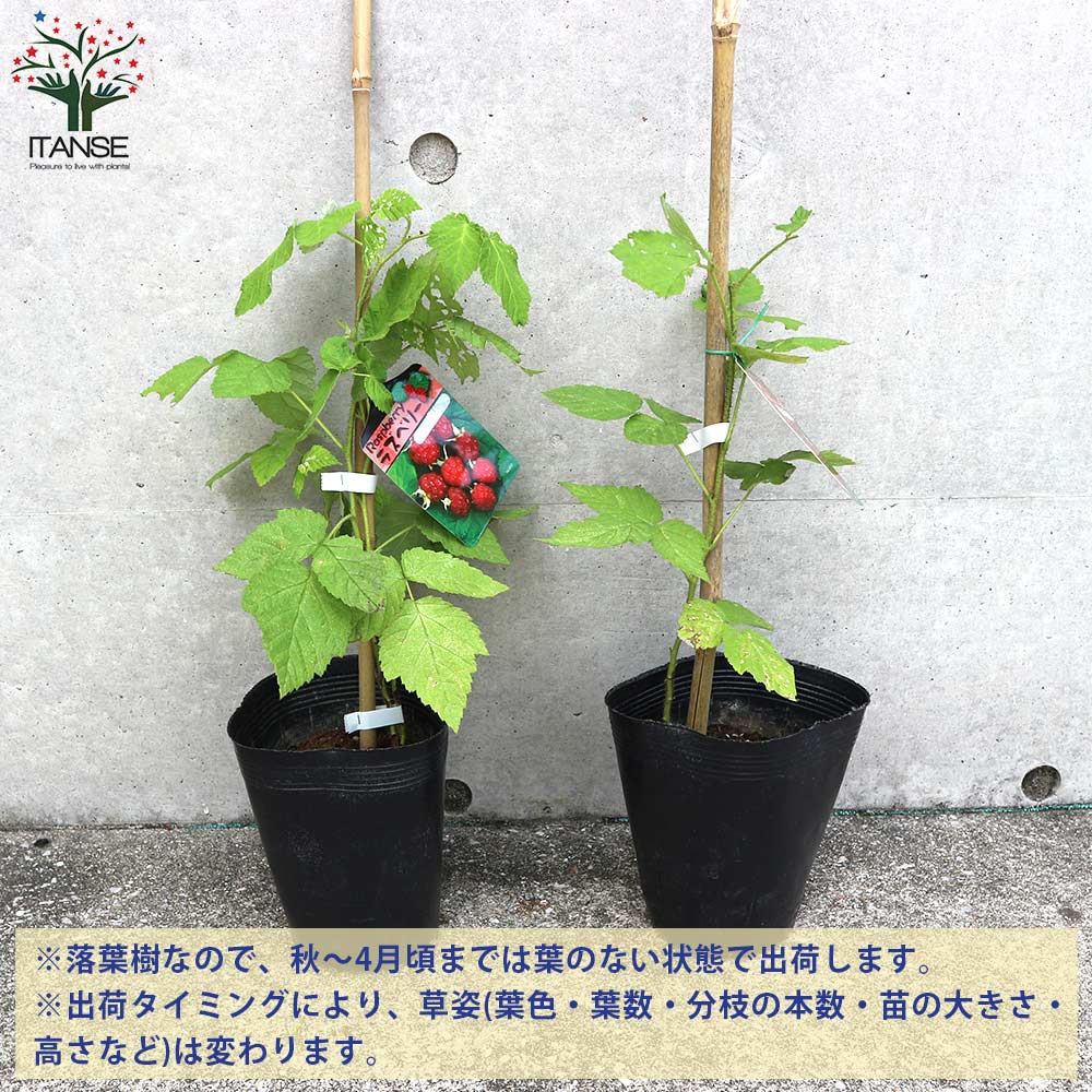 ラズベリーの苗木 ラズベリー【果樹の苗木 4～5号／1個売り】｜ 【植物