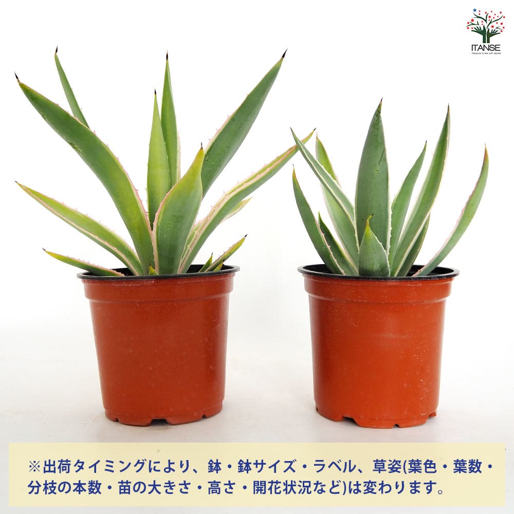 アガベ アングスティフォリア 【観葉植物 4号／1個売り】｜ 【植物の