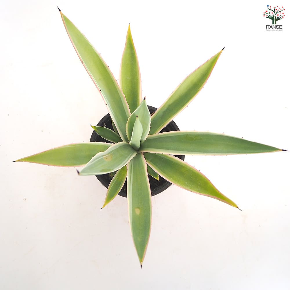 アガベ アングスティフォリア 【観葉植物 4号／1個売り】｜ 【植物の