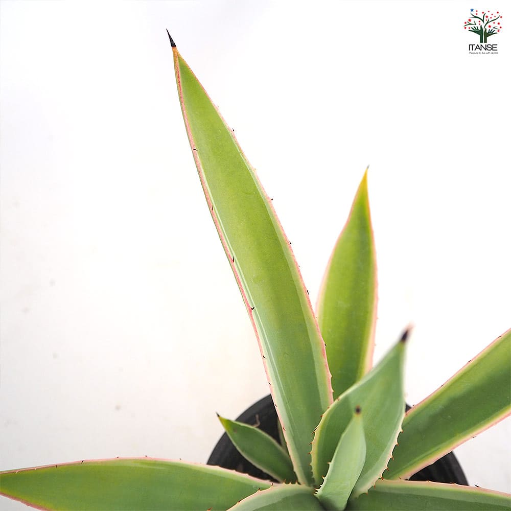 アガベ アングスティフォリア 【観葉植物 4号／1個売り】｜ 【植物の
