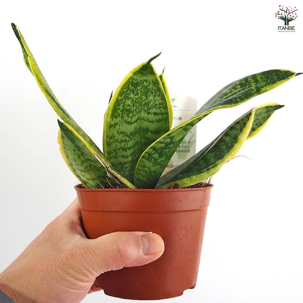 サンスベリア スパーバハニー 【観葉植物 3号】｜ 【植物の