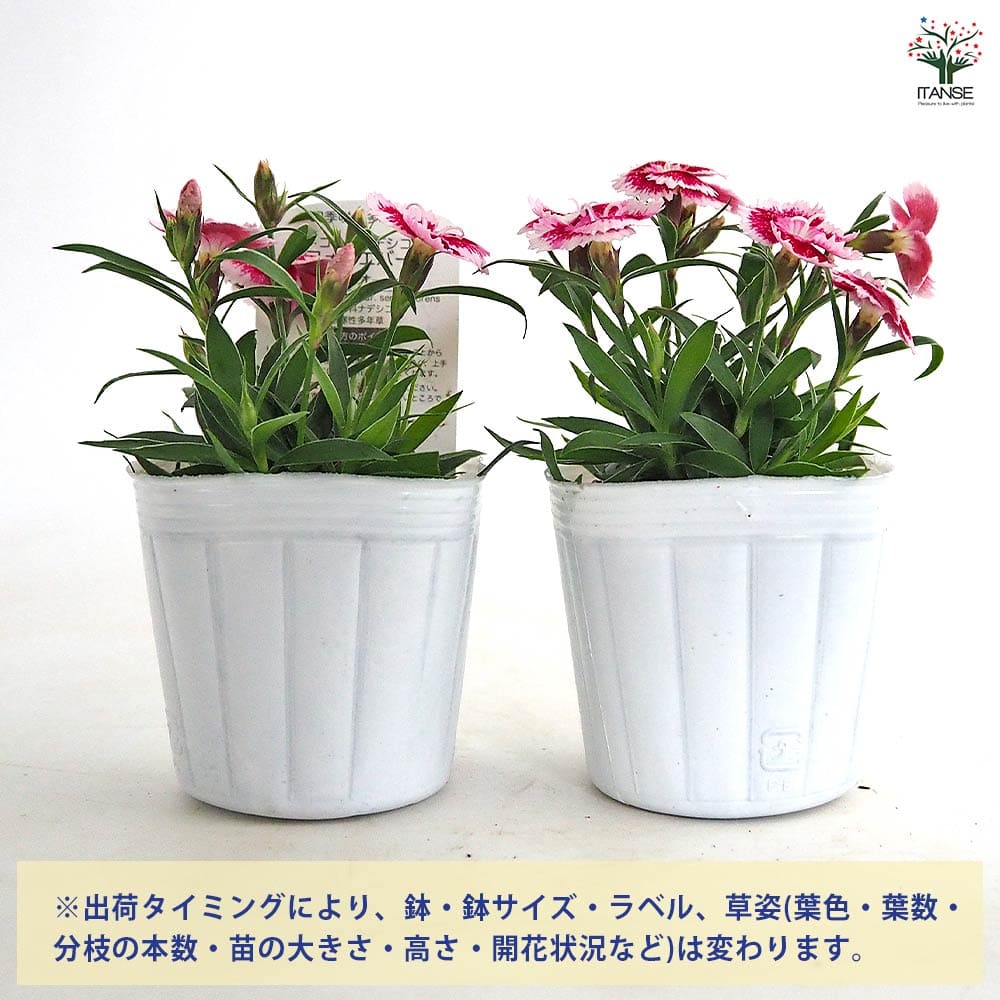 常夏ナデシコ フォーエバー いちごオレ 【花苗 3号】｜ 【植物の