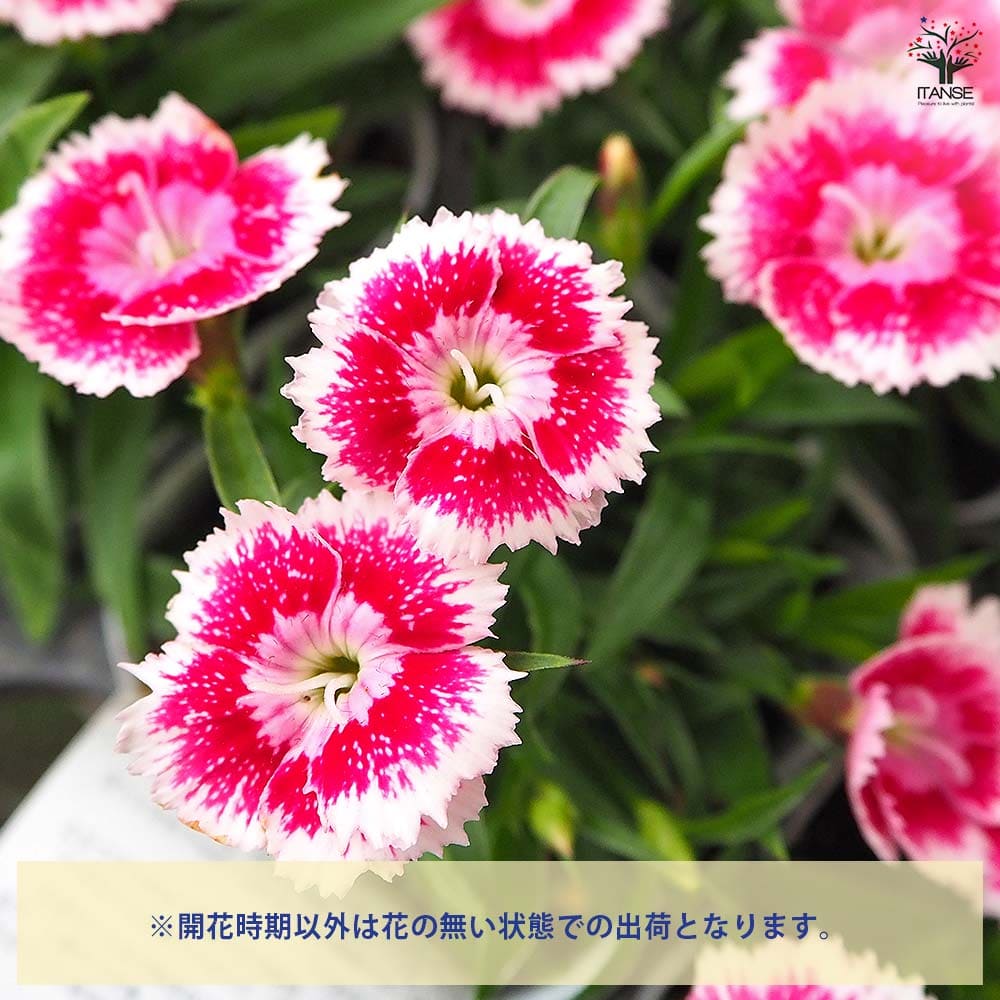 常夏ナデシコ フォーエバー いちごオレ 【花苗 3号】｜ 【植物の