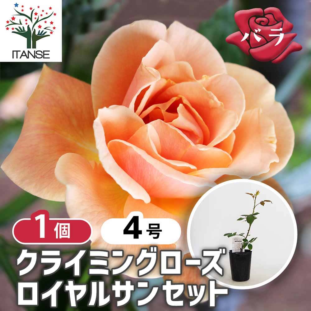 薔薇 ロイヤルサンセット 接木 【花木苗 4号／1個売り】｜ 【植物の