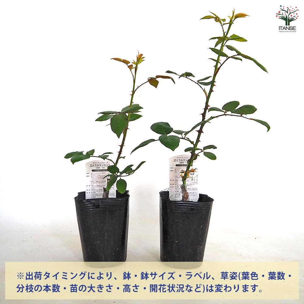 薔薇 ロイヤルサンセット 接木 【花木苗 4号／1個売り】｜ 【植物の