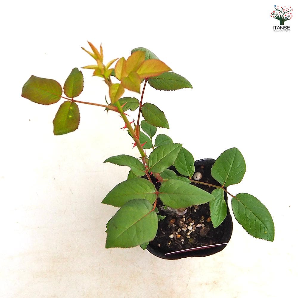 薔薇 ロイヤルサンセット 接木 【花木苗 4号／1個売り】｜ 【植物の