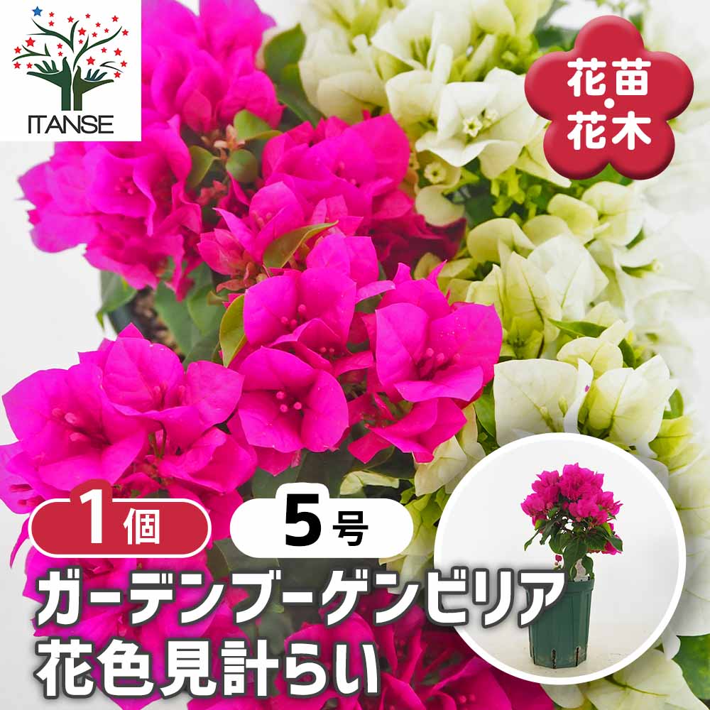 ブーゲンビリア ガーデンブーゲンビリア色見計らい 【花苗 5号／1個