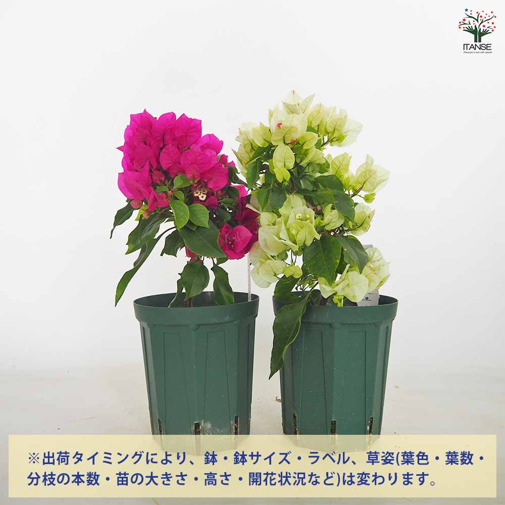 ブーゲンビリア ガーデンブーゲンビリア色見計らい 【花苗 5号／1個