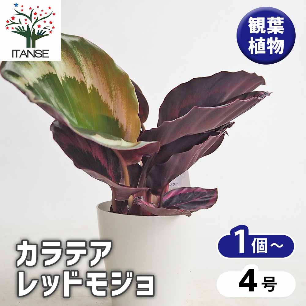 カラテア レッドモジョ 【観葉植物 4号】｜ 【植物のITANSE